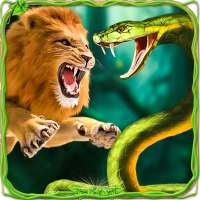 Furious Lion Vs Angry Anaconda Snake