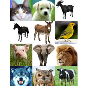 Animals Sounds icon