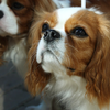 Cavalier King Spaniel Jigsaw icon