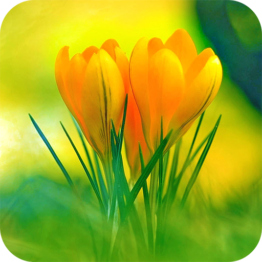 Flowers Wallpaper icon