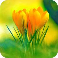 Flowers Wallpaper on 9Apps