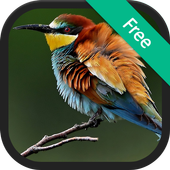 Birds (animal) Sound and Ringtones icon