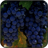 Grapes wallpapers icon
