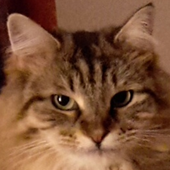 Widget for Google Photos icon