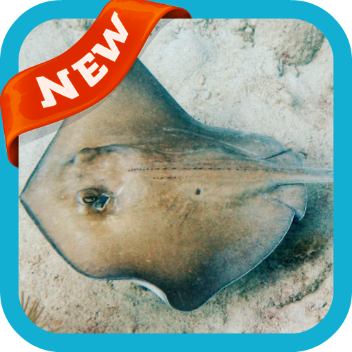 Stingray Wallpaper icon