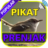 ikon Kicau Prenjak Pikat TOP