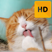 Cat Wallpaper HD icon