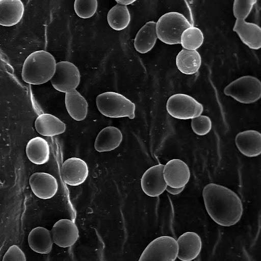 Micologia y Parasitologia icon