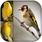 عالم الطيور - صوت طائر الحسّون و الكناري بدون نت on 9Apps