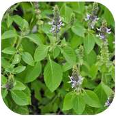 Amazing Benefits of Tulsi on 9Apps