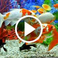 Aquarium Video Live Wallpaper on 9Apps