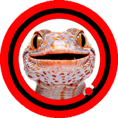 Suara Tokek Mp3 icon