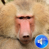 Baboon Sounds Ringtones icon
