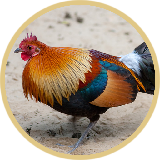 Red Junglefowl Call Sounds icon