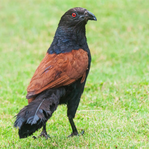 Greater coucal bird sounds иконка