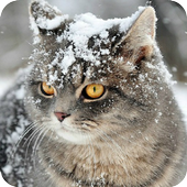 Live Cat Wallpapers(Offline) icon