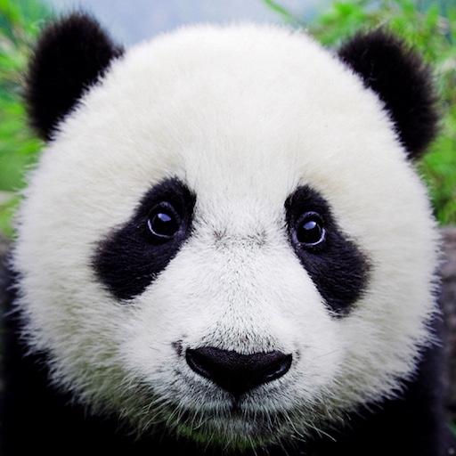 Animals Quiz - Learn All Mammals, Birds and more! icon