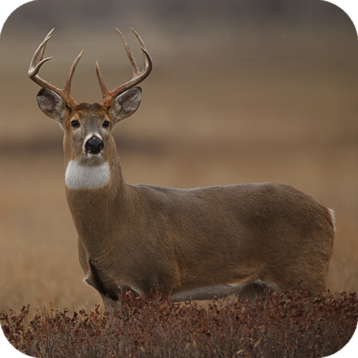 Deer Wallpaper HD icon