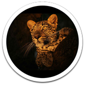 HD Photo Spot Light LWP icon