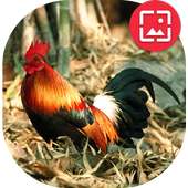 Red junglefowl Wallpapers on 9Apps