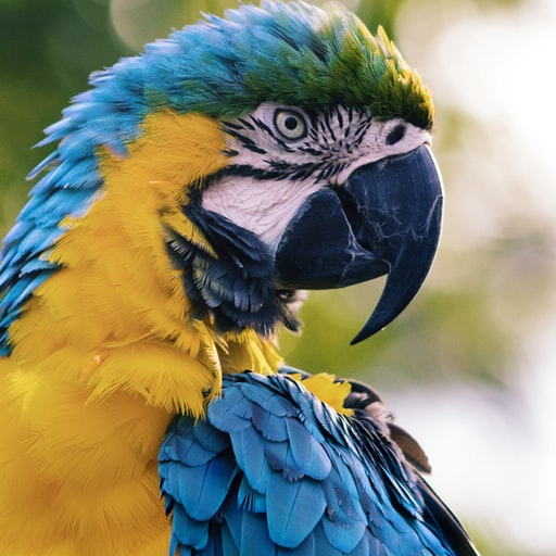 Birds Puzzle And Jigsaw icon