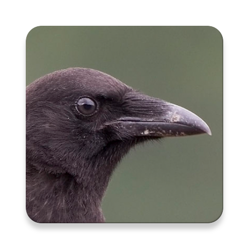 Crow &amp; Corvus Bird Sound Effects icon