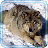 Wolf Photo HD icon