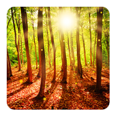 Forest Live Wallpaper icon