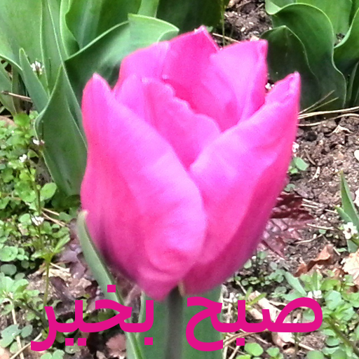 صبح بخیر icon