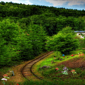 Forest Track Live Wallpaper icon