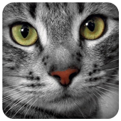 Cats Sounds icon