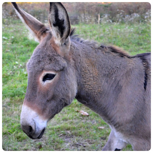 Donkey Sounds icon
