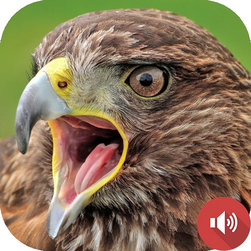 Hawk Sounds icon