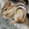 Chipmunk Sounds Ringtone icon