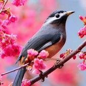 Beautiful Birds Wallpapers3 HD icon