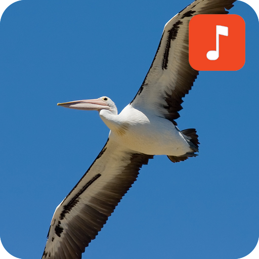 Pelican Bird Sounds icon