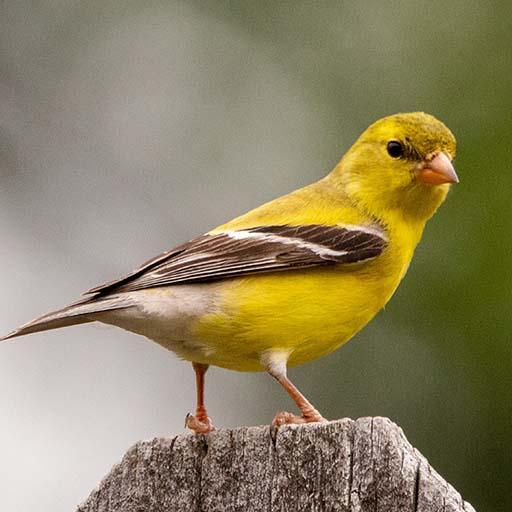 Goldfinch Sounds - Ringtones &amp; Notification icon
