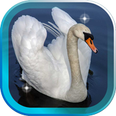 Swans Magic live wallpaper icon