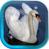 Swans Magic live wallpaper on 9Apps