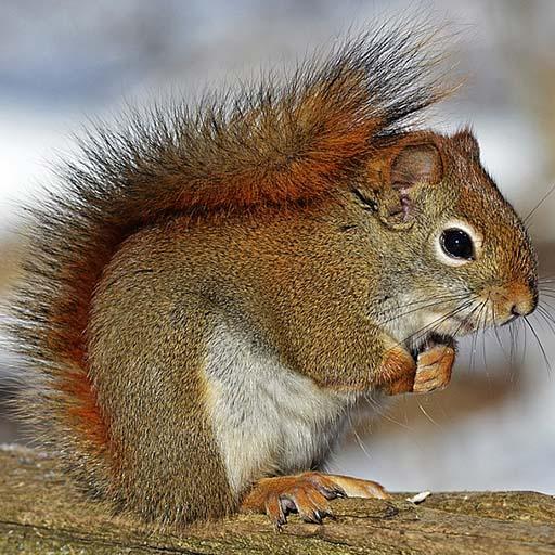 Squirrel Sounds - Ringtone,Alarm &amp; Notification icon