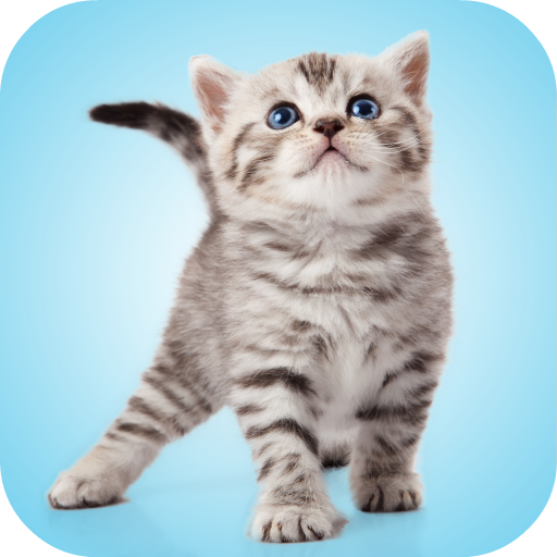 Kitten Sounds icon