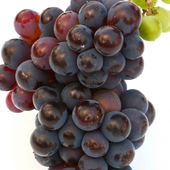 Grapes Fruits HD Theme Wallpapers icon