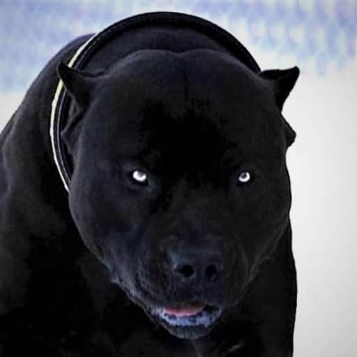 Pitbull Dog Wallpaper HD icon