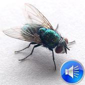 Flies Sounds Ringtones icon