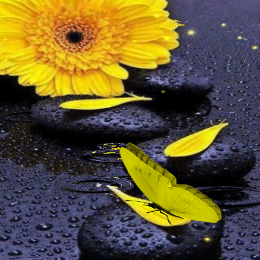 Yellow Butterfly Live Wallpaper icon