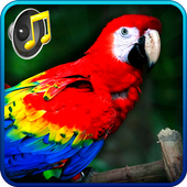 Bird Sound icon