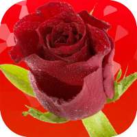 Rose Flowers Wallpaper on 9Apps