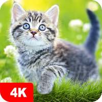 Cat Wallpapers & Cute Kittens