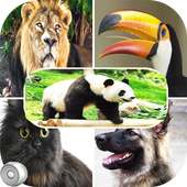 Best animal sounds & ringtones