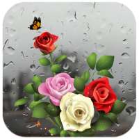 Rose Live Wallpaper with Waterdrops